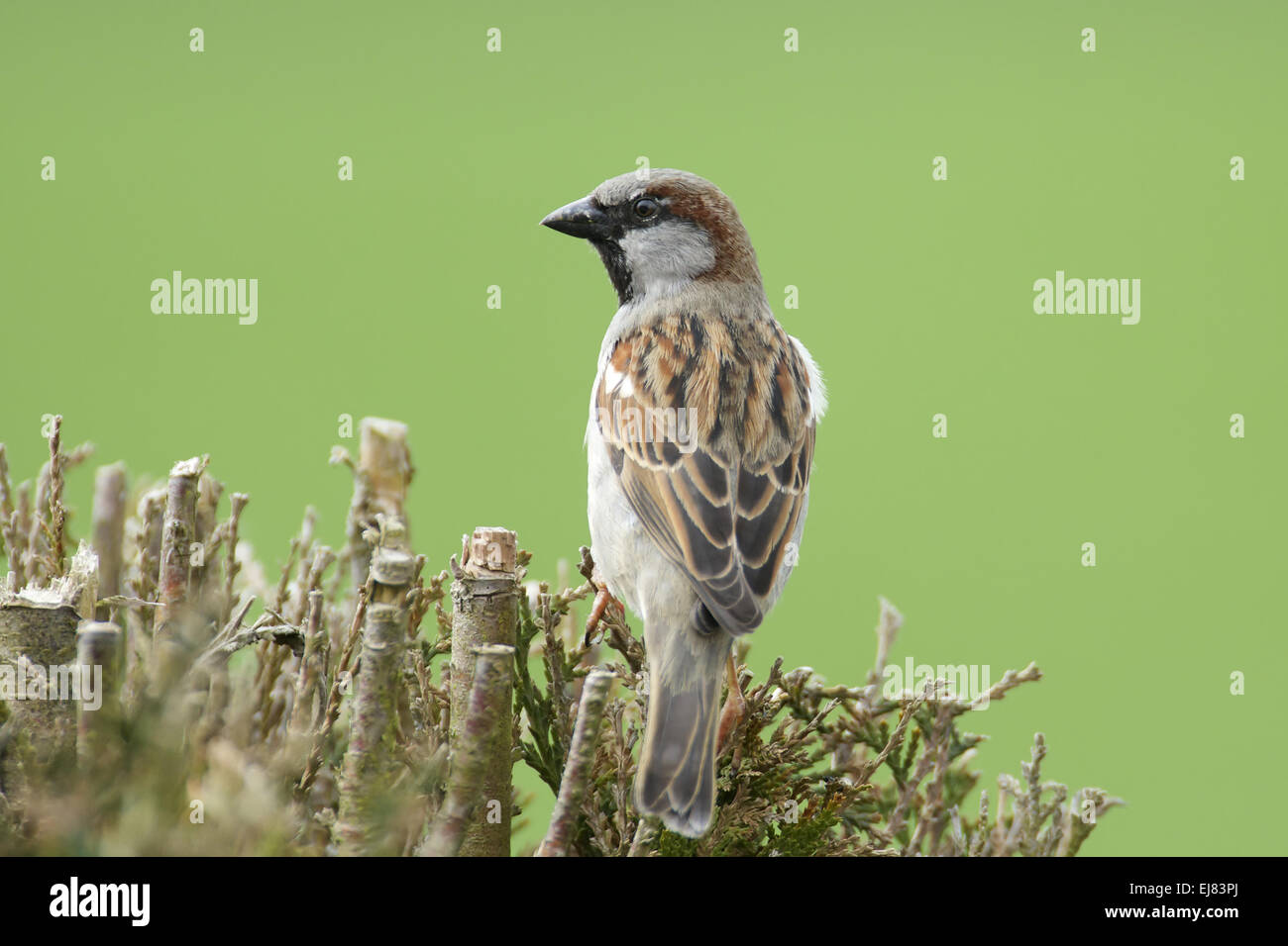 Moineau domestique Banque D'Images