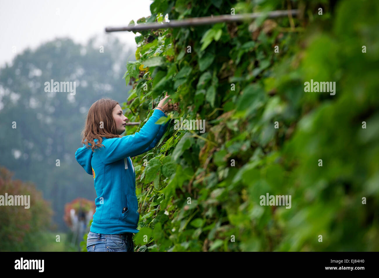 Les Pays-Bas. Barneveld. 24-09-2014. Une jeune femme travaillant dans le domaine. Banque D'Images