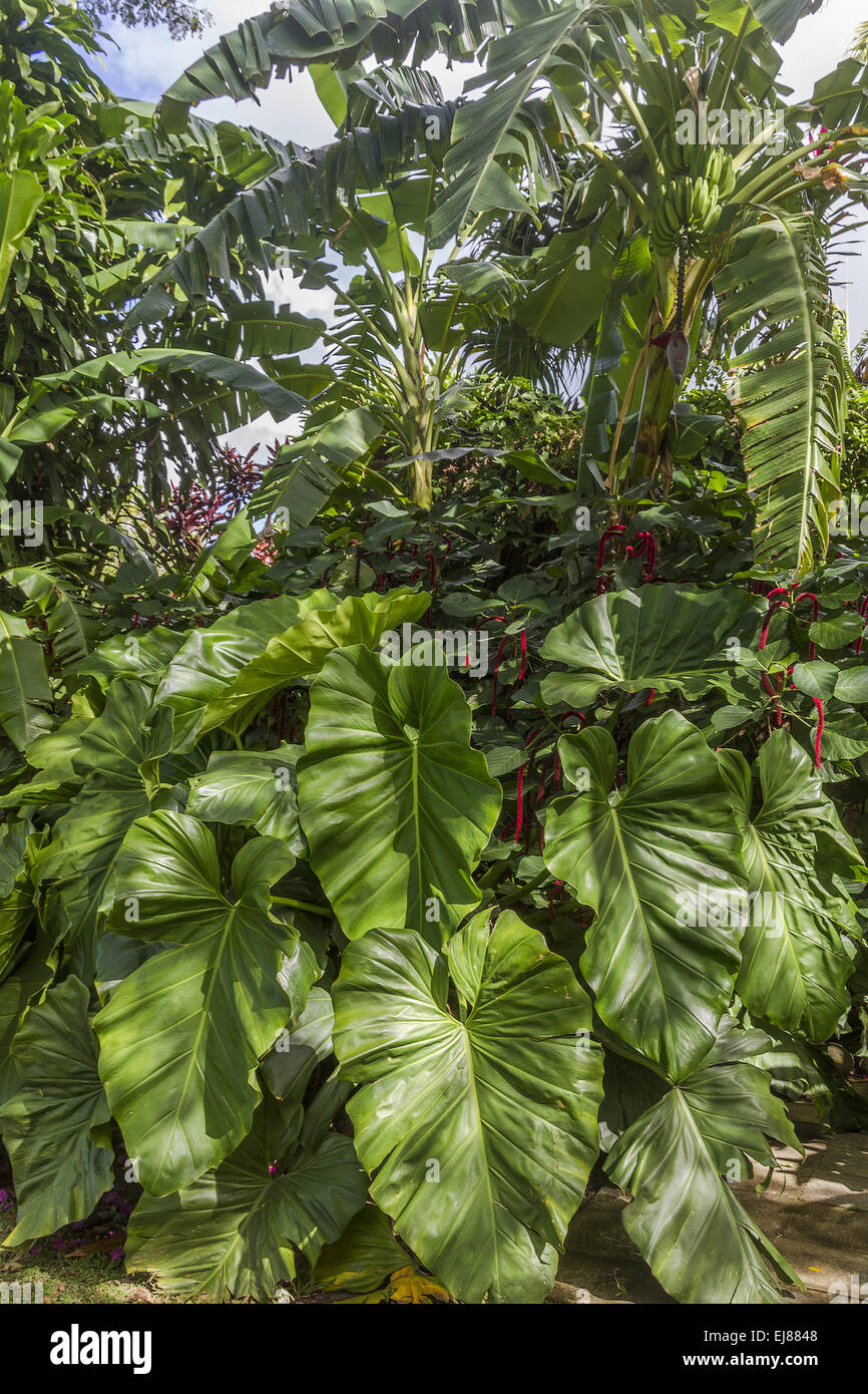 Jardin pittoresque Saint-kitts Antilles Banque D'Images