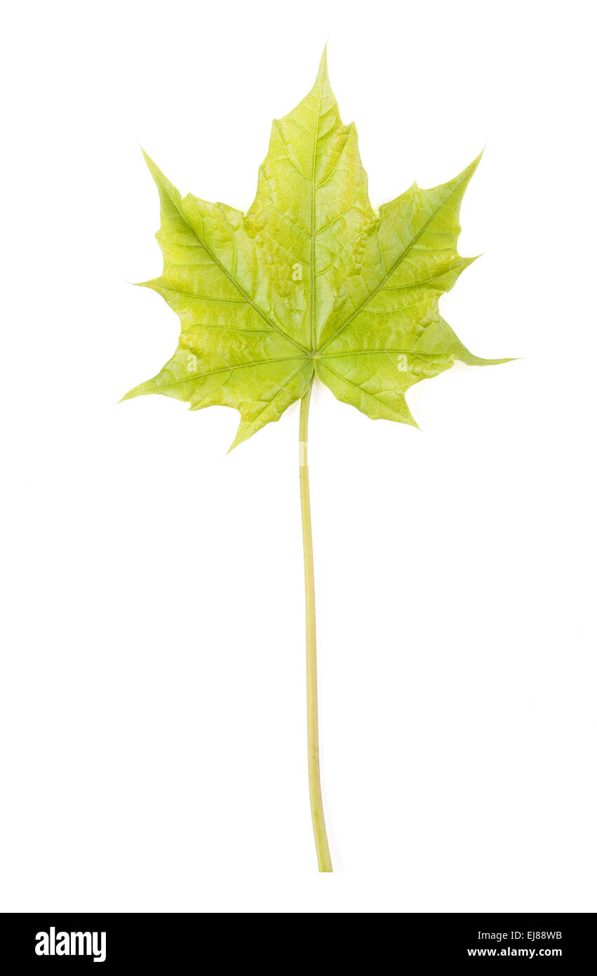 Feuille d'érable verte isolated on white Banque D'Images