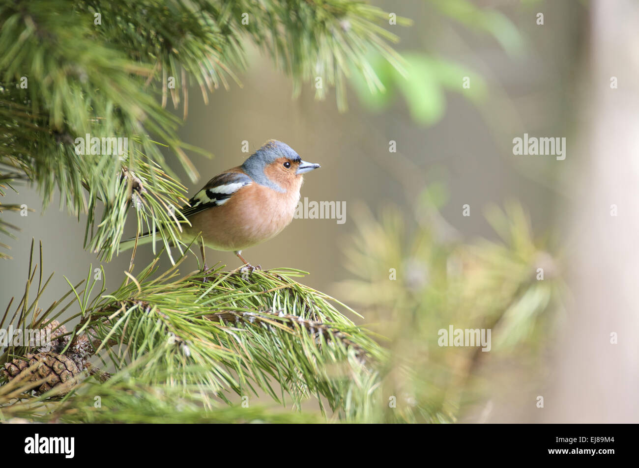 Common Chaffinch Banque D'Images