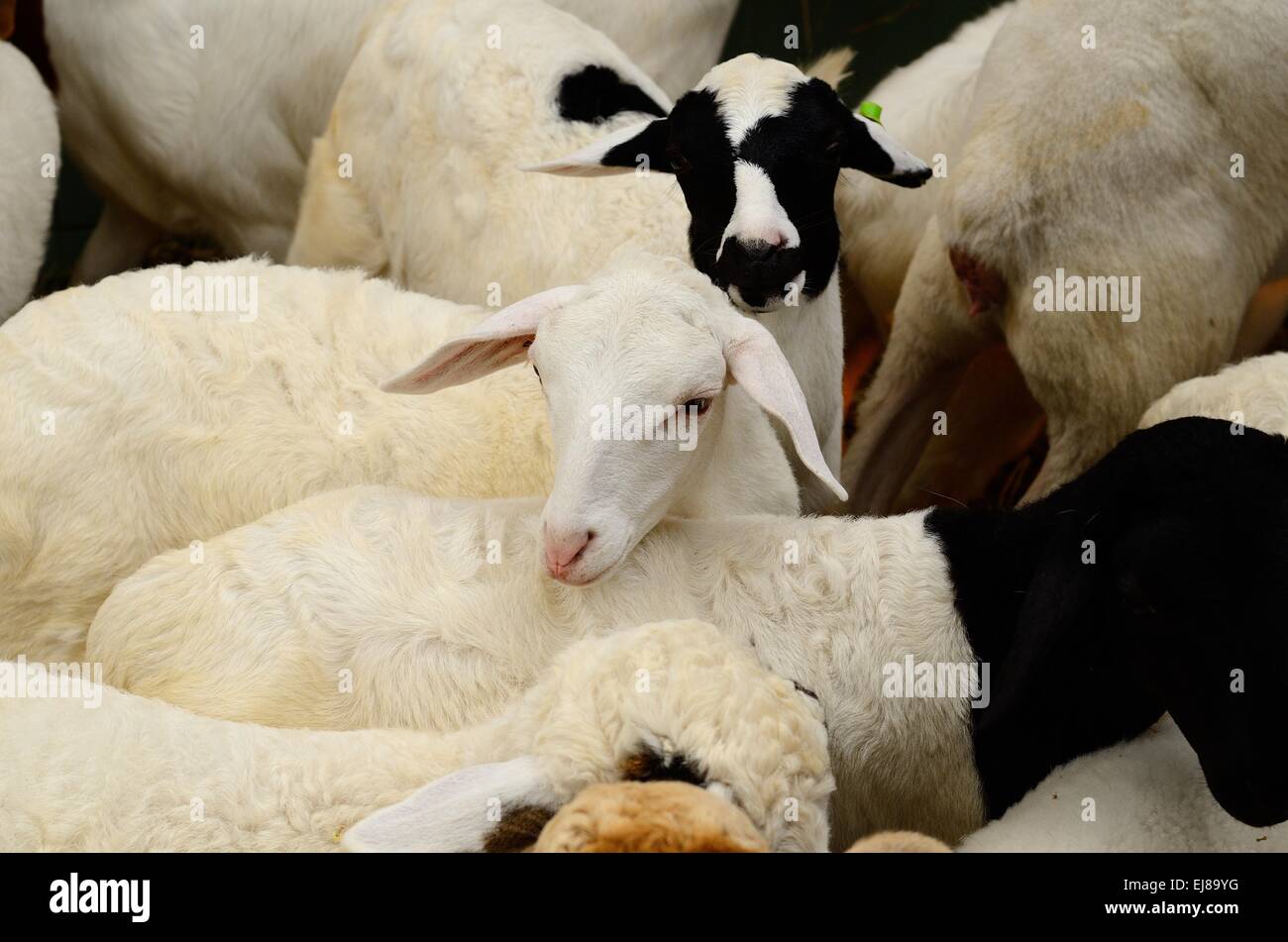 Natif de style thaï Thai house en moutons ferme de moutons Banque D'Images