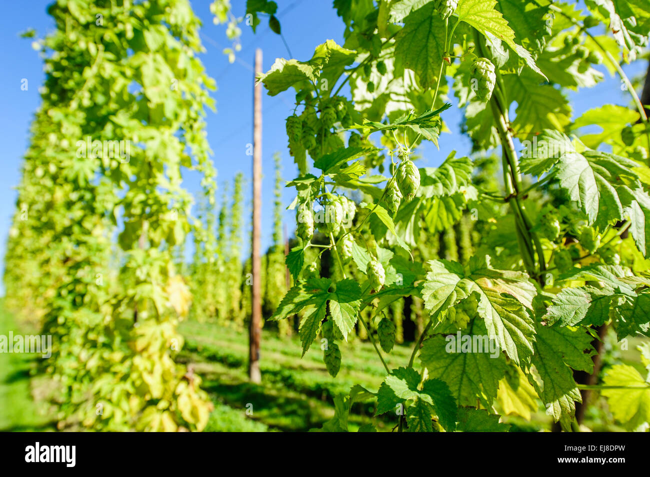 Plantation Hop autrichien Banque D'Images