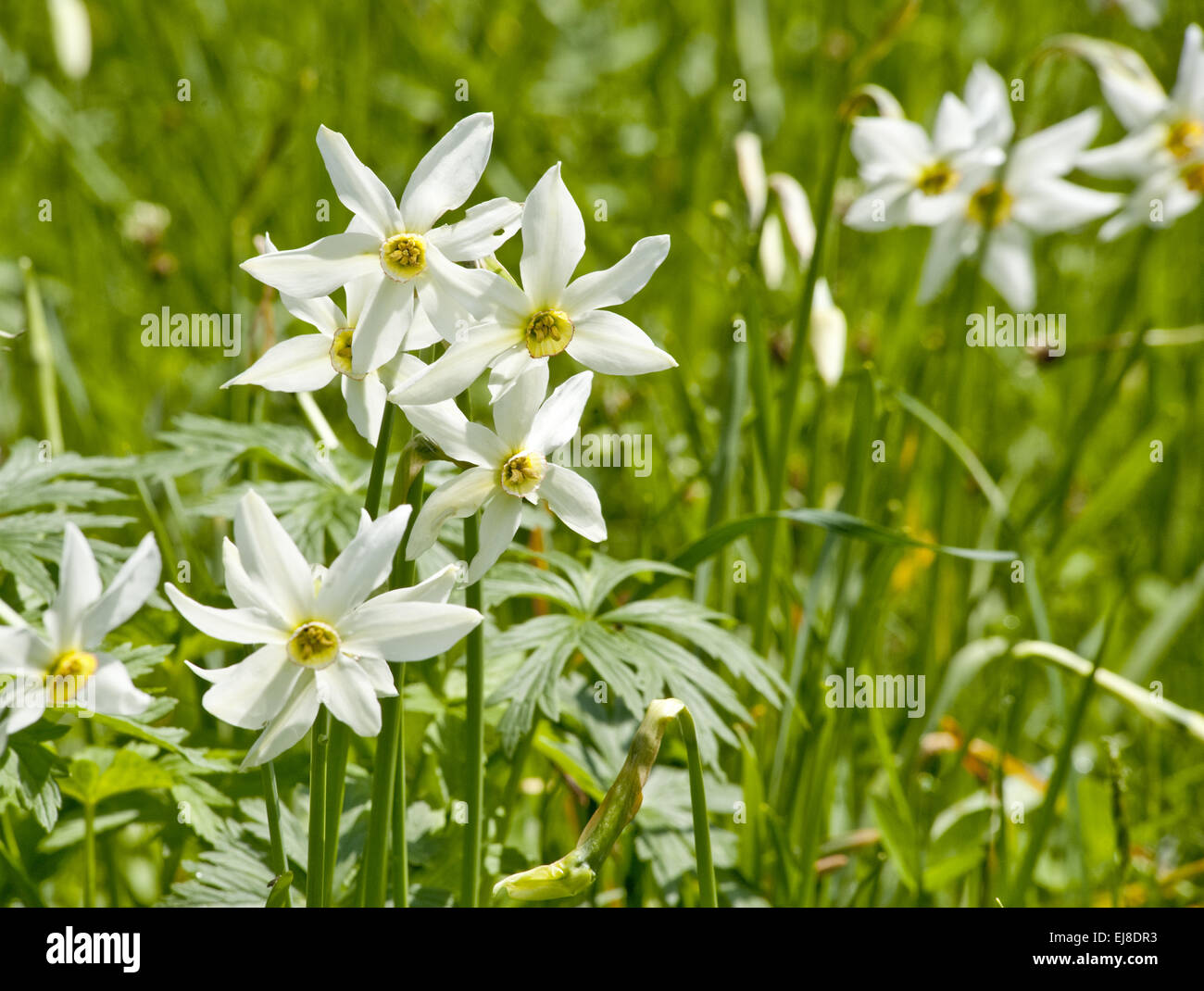 Daffs blanc sur un pré Banque D'Images