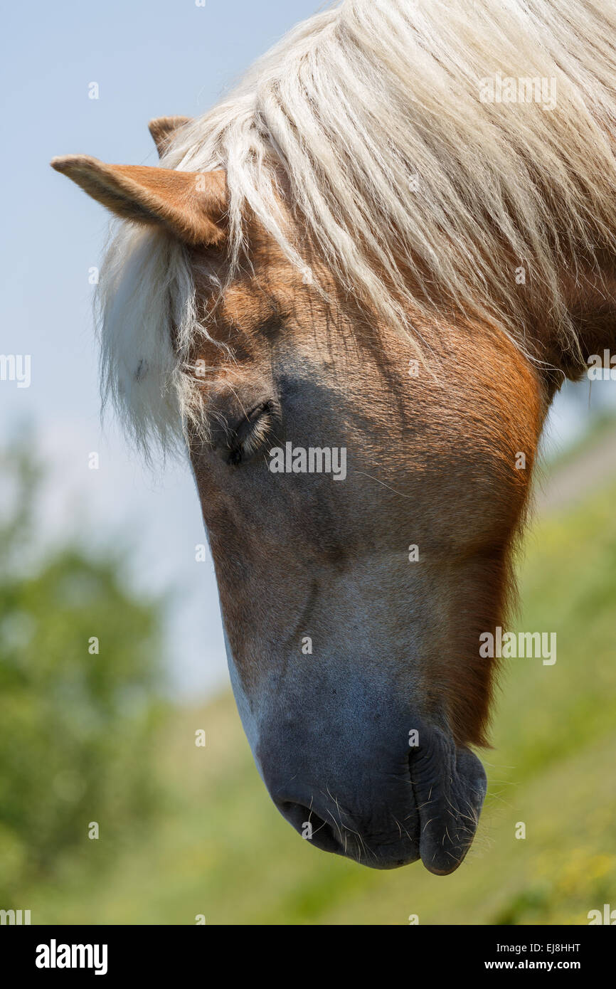 Malheureusement le Haflinger Banque D'Images