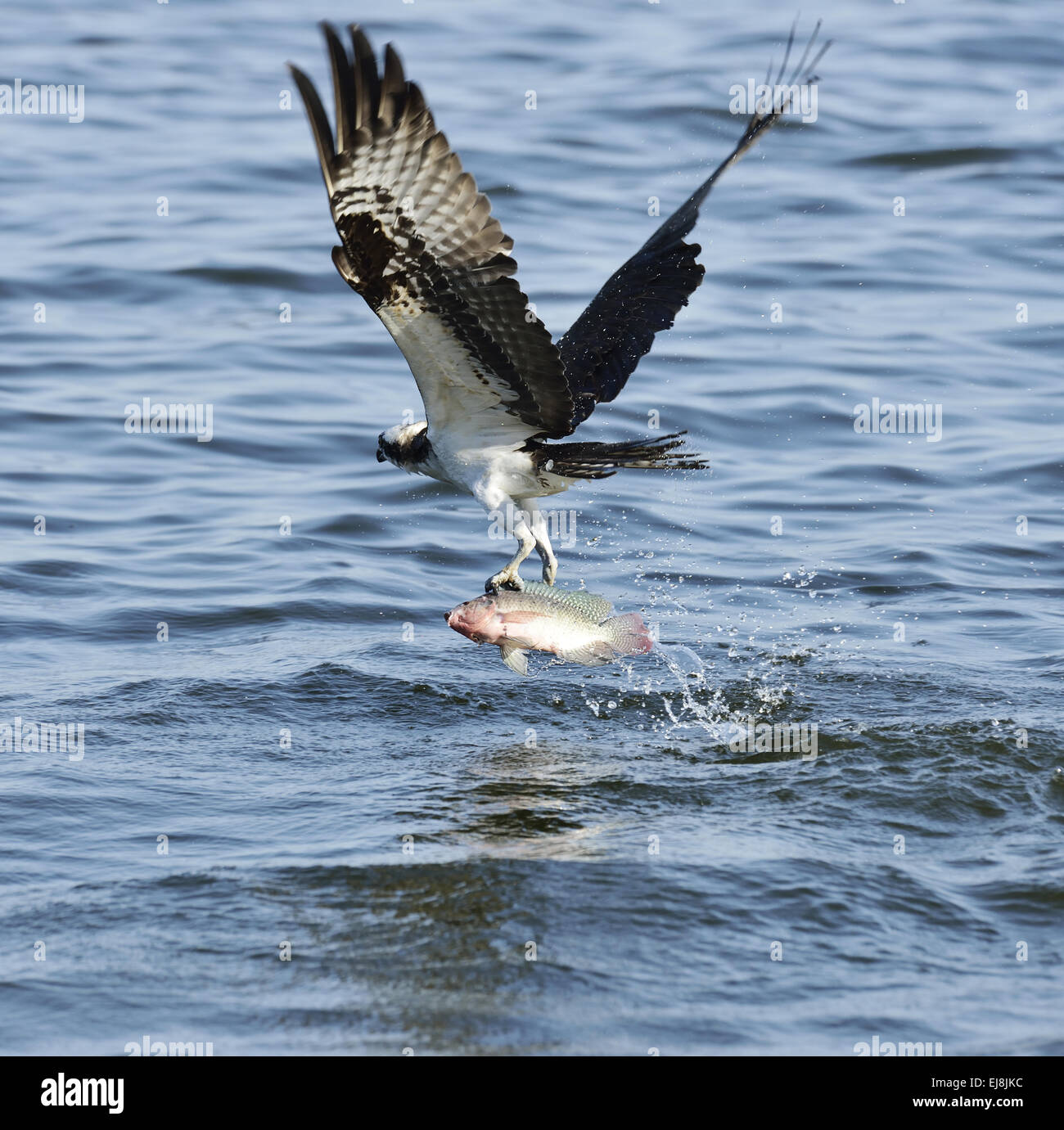 Osprey Capture de poissons Banque D'Images