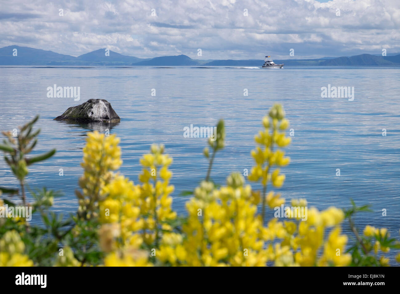 Fleurs jaunes contrastant avec le bleu de l'eau Lac Taupo, Nouvelle-Zélande. Banque D'Images