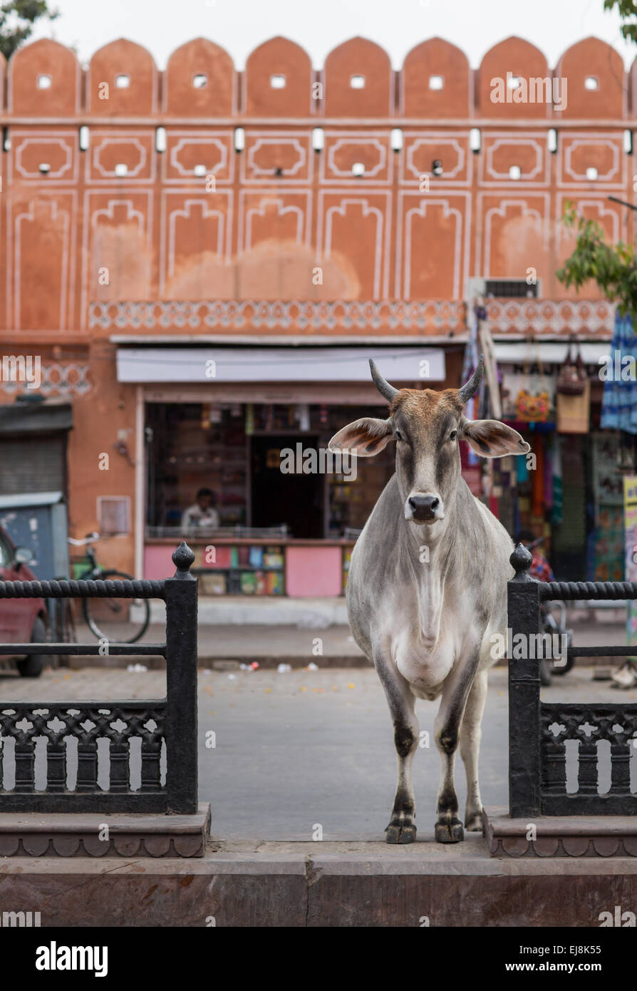 Cow en liberté dans les rues de la ville rose, Jaipur, Rajasthan, Inde Banque D'Images