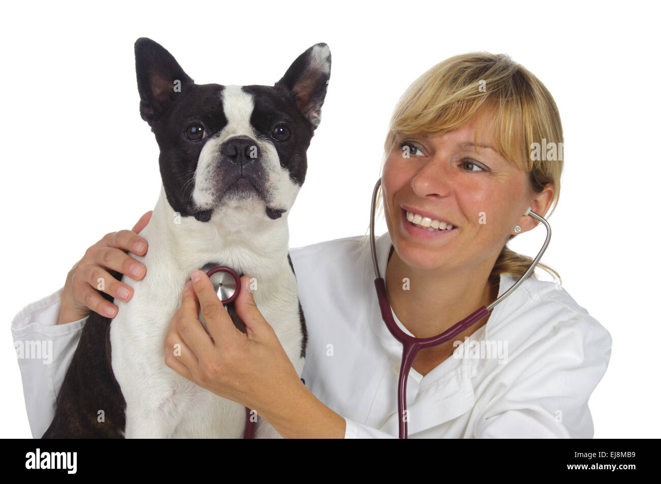 Médecin vétérinaire avec chien boston terrier Banque D'Images