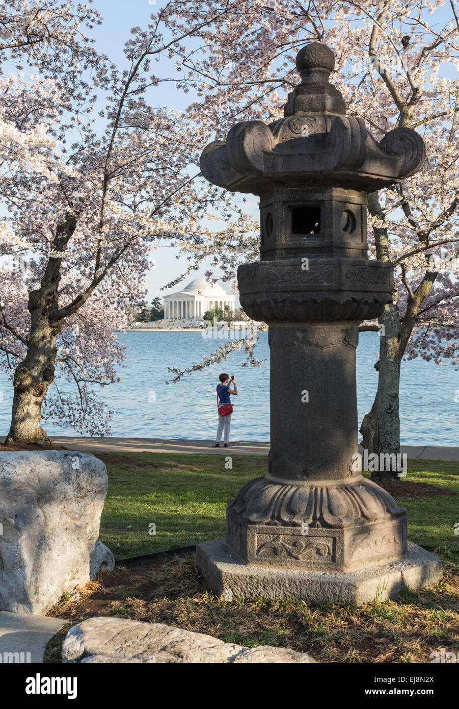 Les fleurs vues Lady Washington Banque D'Images