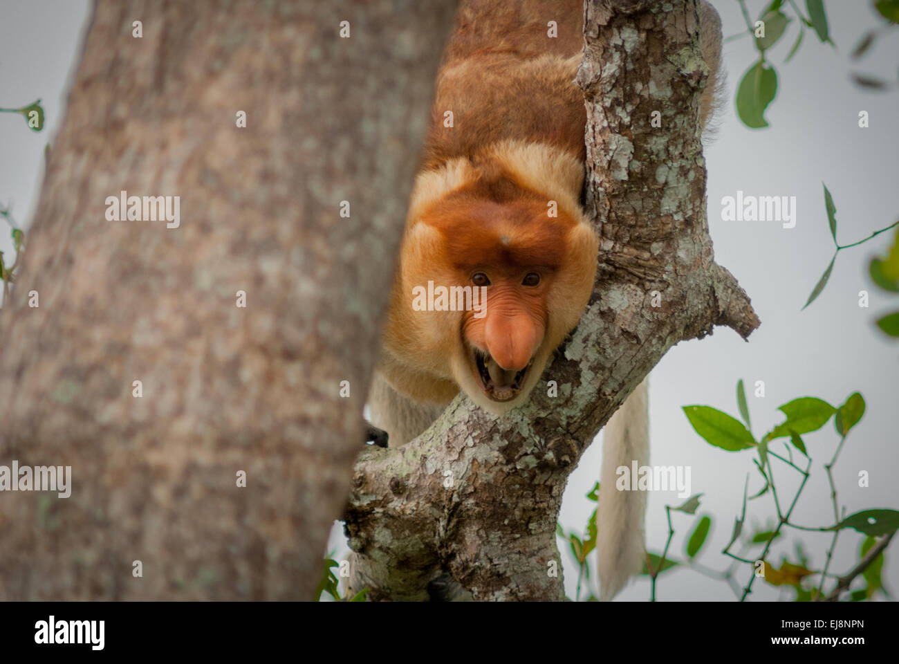 Mâle alpha du proboscis monkey (Nasalis larvatus) dans les basses terres de la forêt de Kalimantan, en Indonésie. Banque D'Images