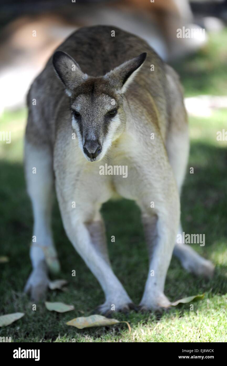 Wallaby australien Banque D'Images