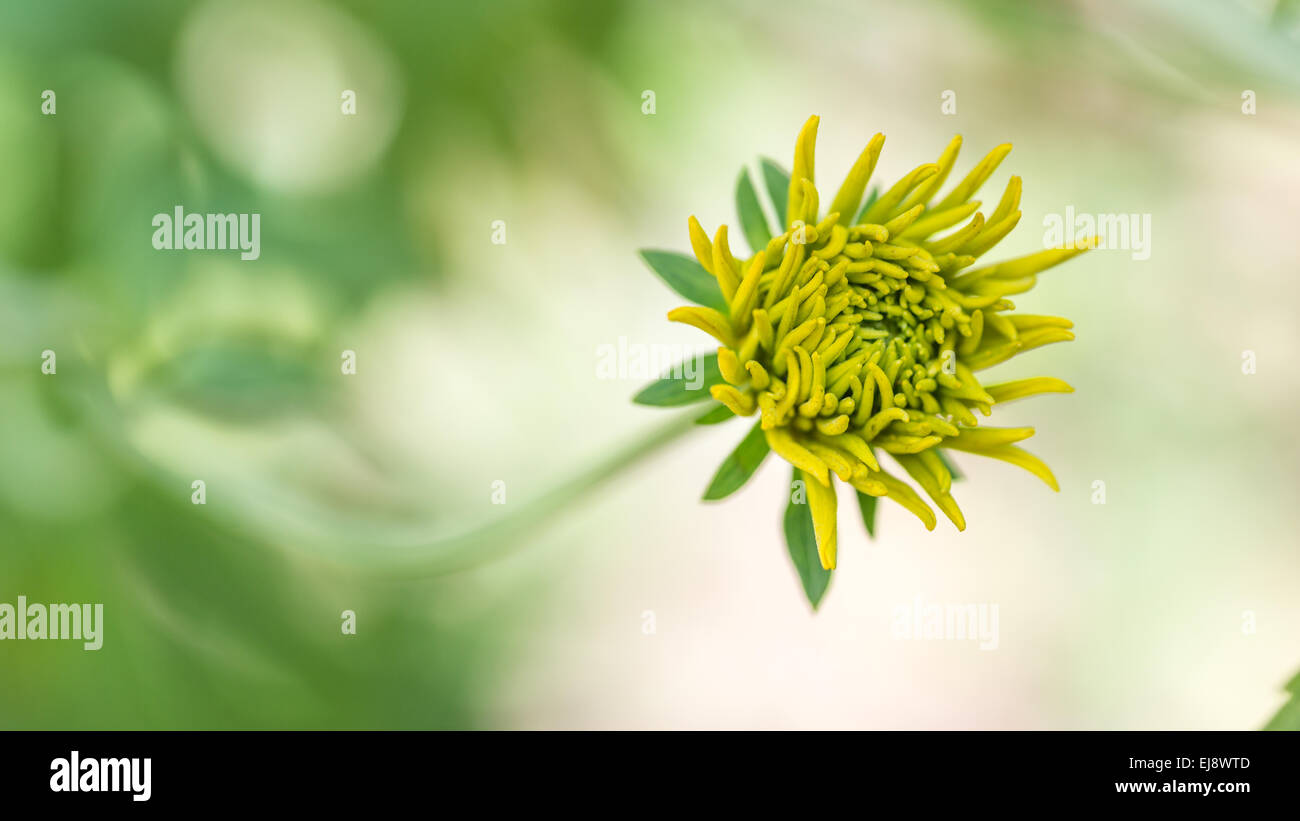 Les jeunes fleurs en fleurs Banque D'Images