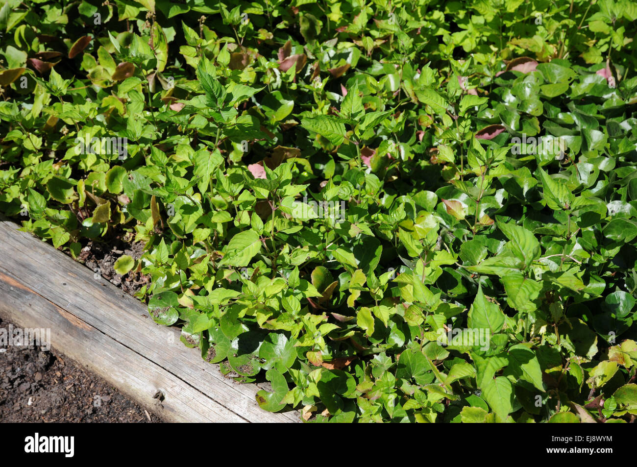 Les plantes couvre-sol Banque D'Images