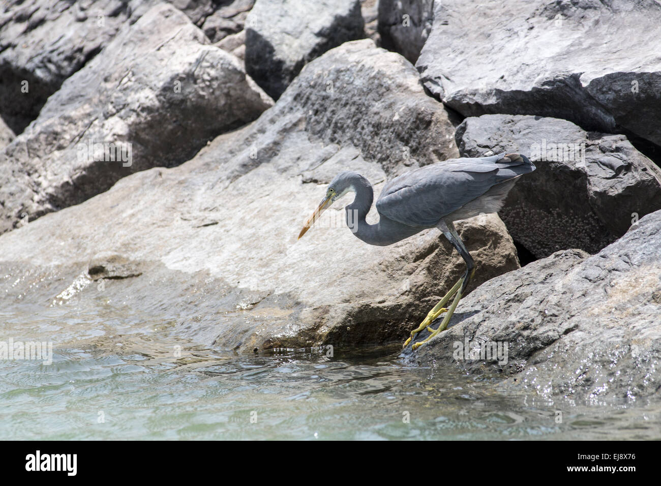 Western reef heron Banque D'Images