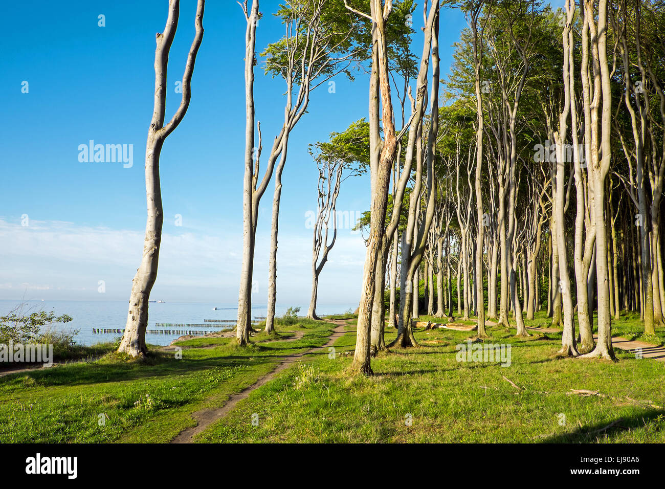 La forêt côtière de la mer Baltique Banque D'Images