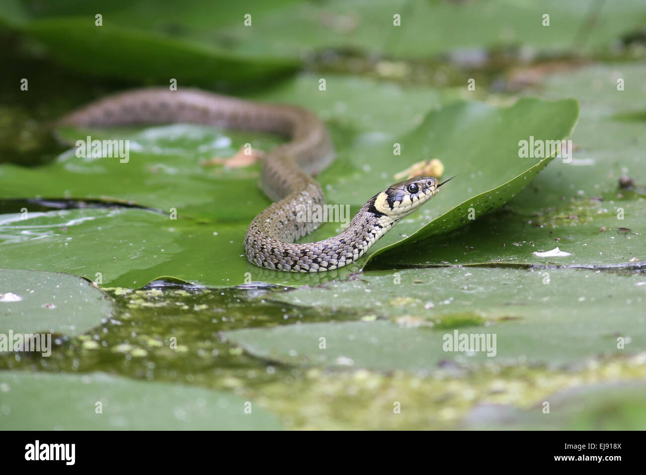 Serpent de l’anneau Banque D'Images