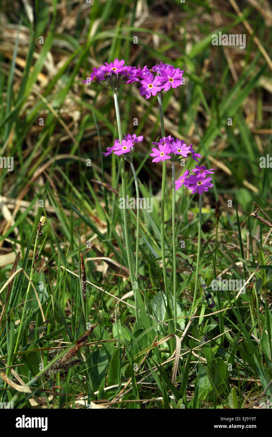 Bird's Eye, Primrose Primula farinosa Banque D'Images