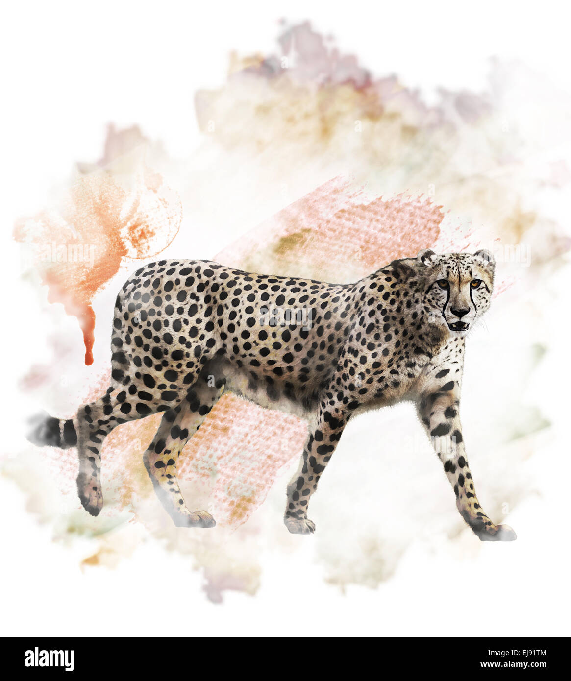 Aquarelle Image de Cheetah Banque D'Images