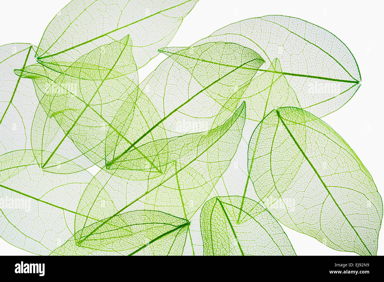 Veine feuille texture background Banque D'Images