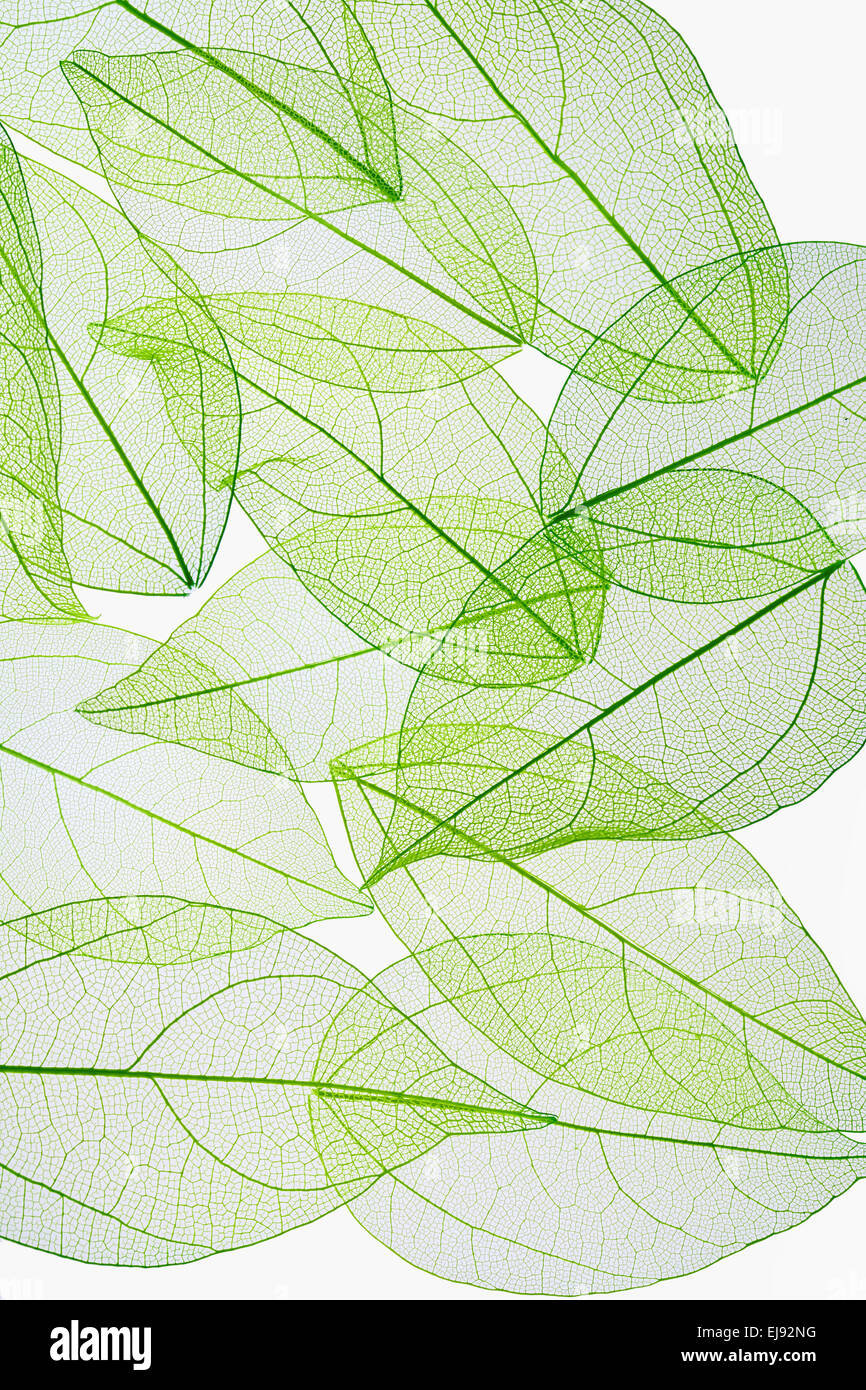 Veine feuille texture background Banque D'Images