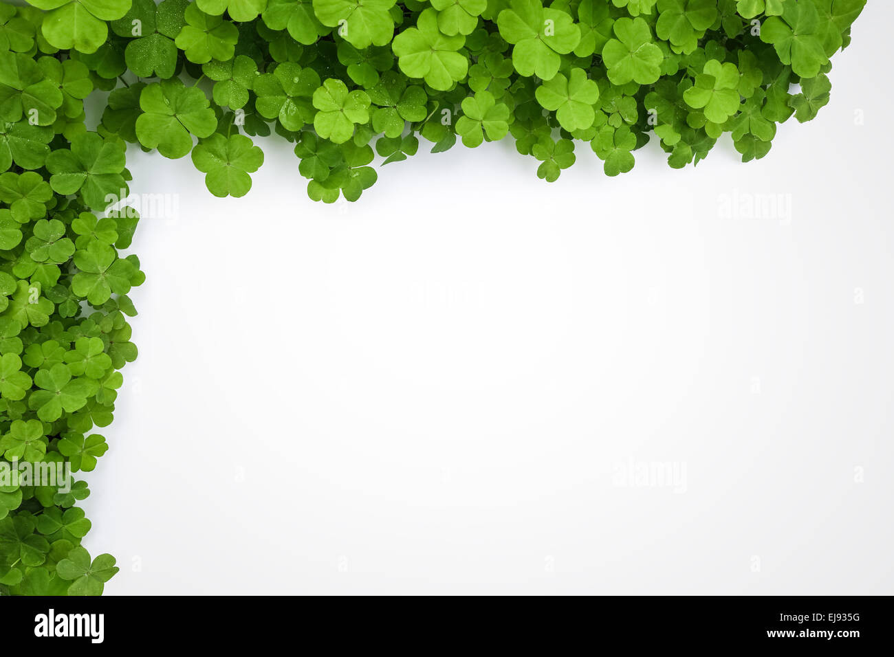 Clover avec l'espace blanc Banque D'Images