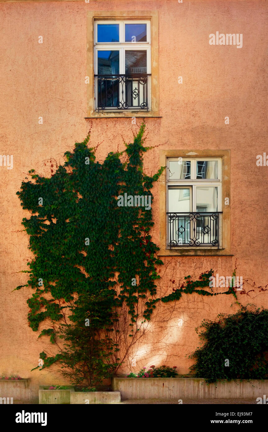 Mur rouge avec windows et des réflexions et des plantes de s'accrocher au mur Banque D'Images