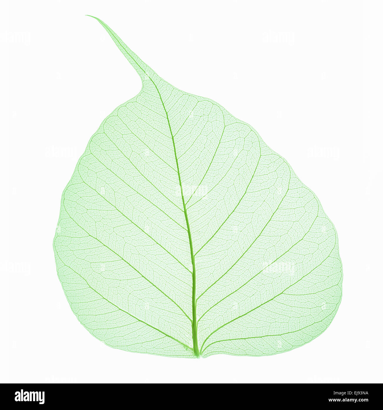 Des feuilles isolées veine bodhi Banque D'Images
