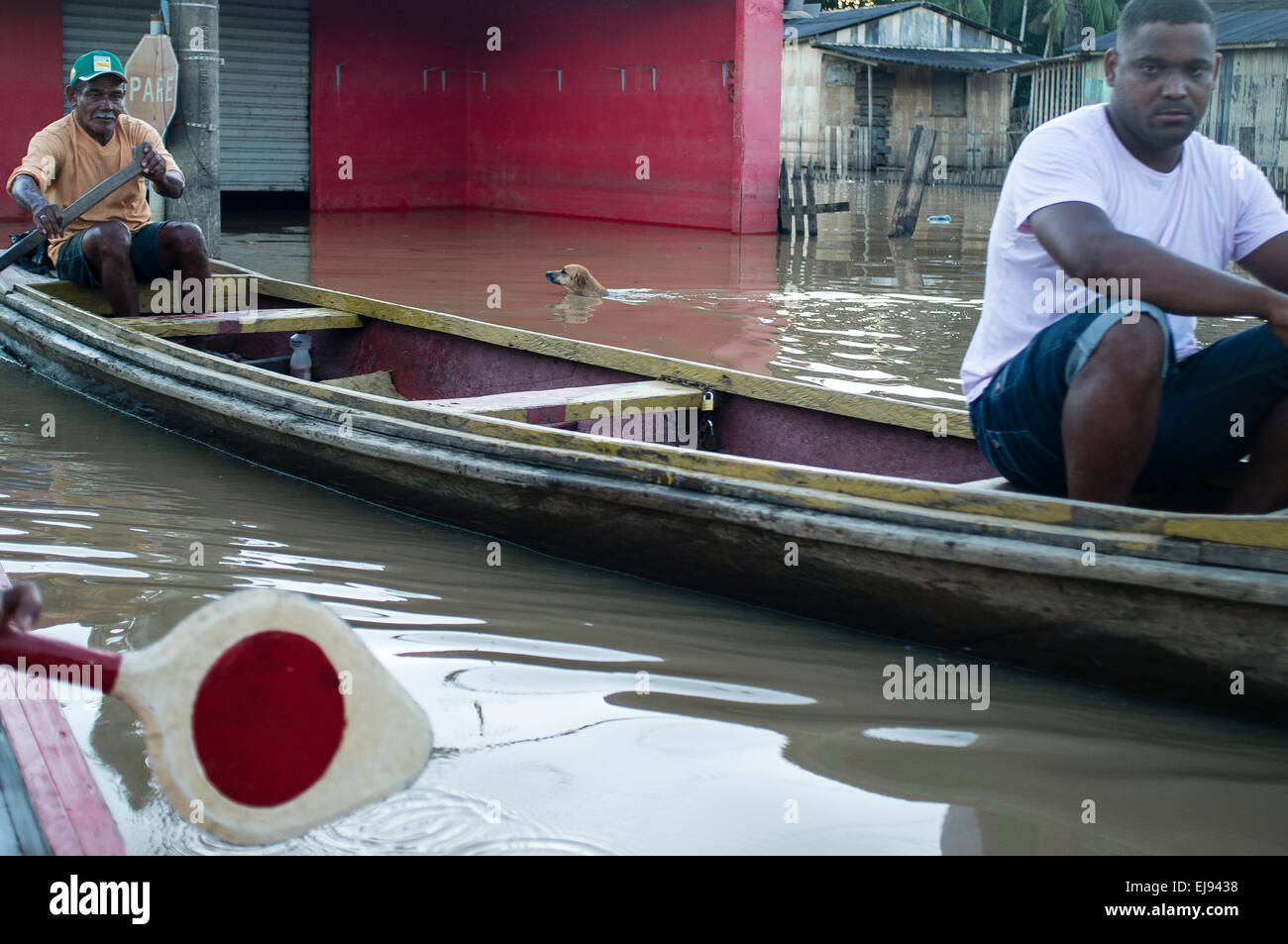 2015 Inondations en Amazonie brésilienne, le chien nage entre les bateaux dans l'inondation des rues à Novo Triangulo, district de la ville de Rio Branco, l'état d'Acre. Les inondations ont touché des milliers de personnes dans l'Etat d'Acre, dans le nord du Brésil, depuis le 23 février 2015, lorsque certaines des rivières de l'état, en particulier l'Acre, la rivière a débordé. De plus fortes précipitations a forcé les niveaux de la rivière plus haut encore, et le 03 mars 2015, le gouvernement fédéral du Brésil a déclaré l'état d'urgence dans l'état d'Acre, où les conditions d'inondations situation a été décrite comme la pire en 132 ans. Banque D'Images