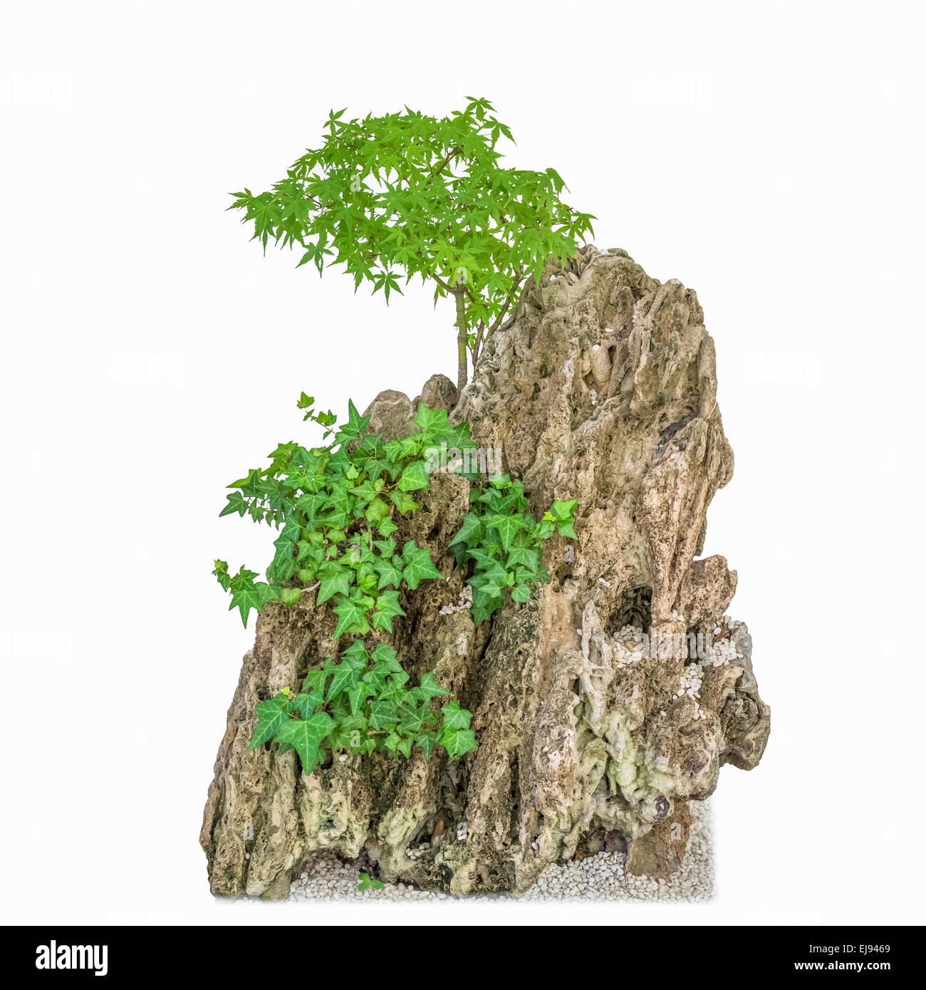 Rocaille et plantes vertes Banque D'Images