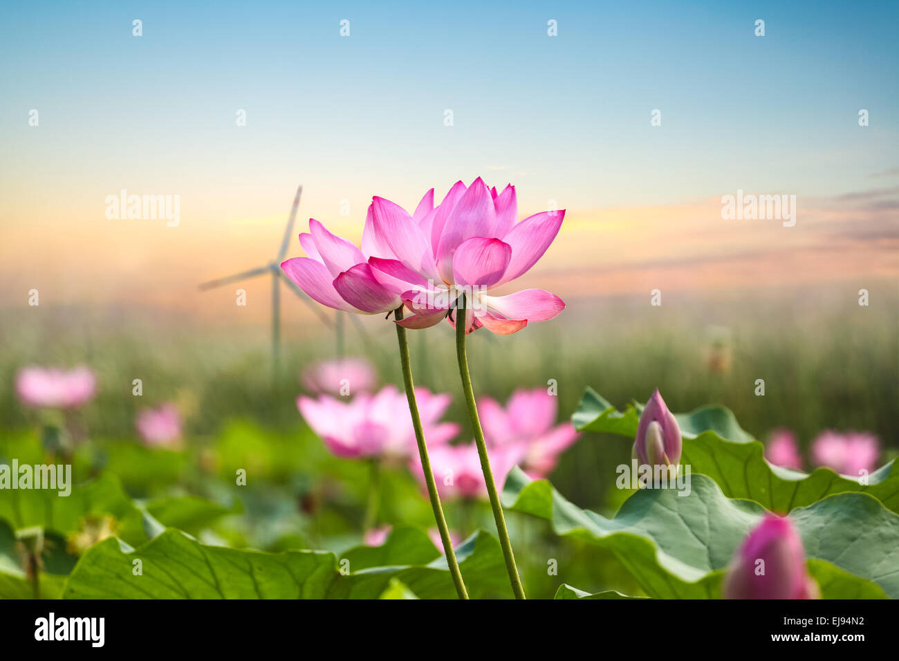 Fleur de lotus avec wind farm in sunset Banque D'Images