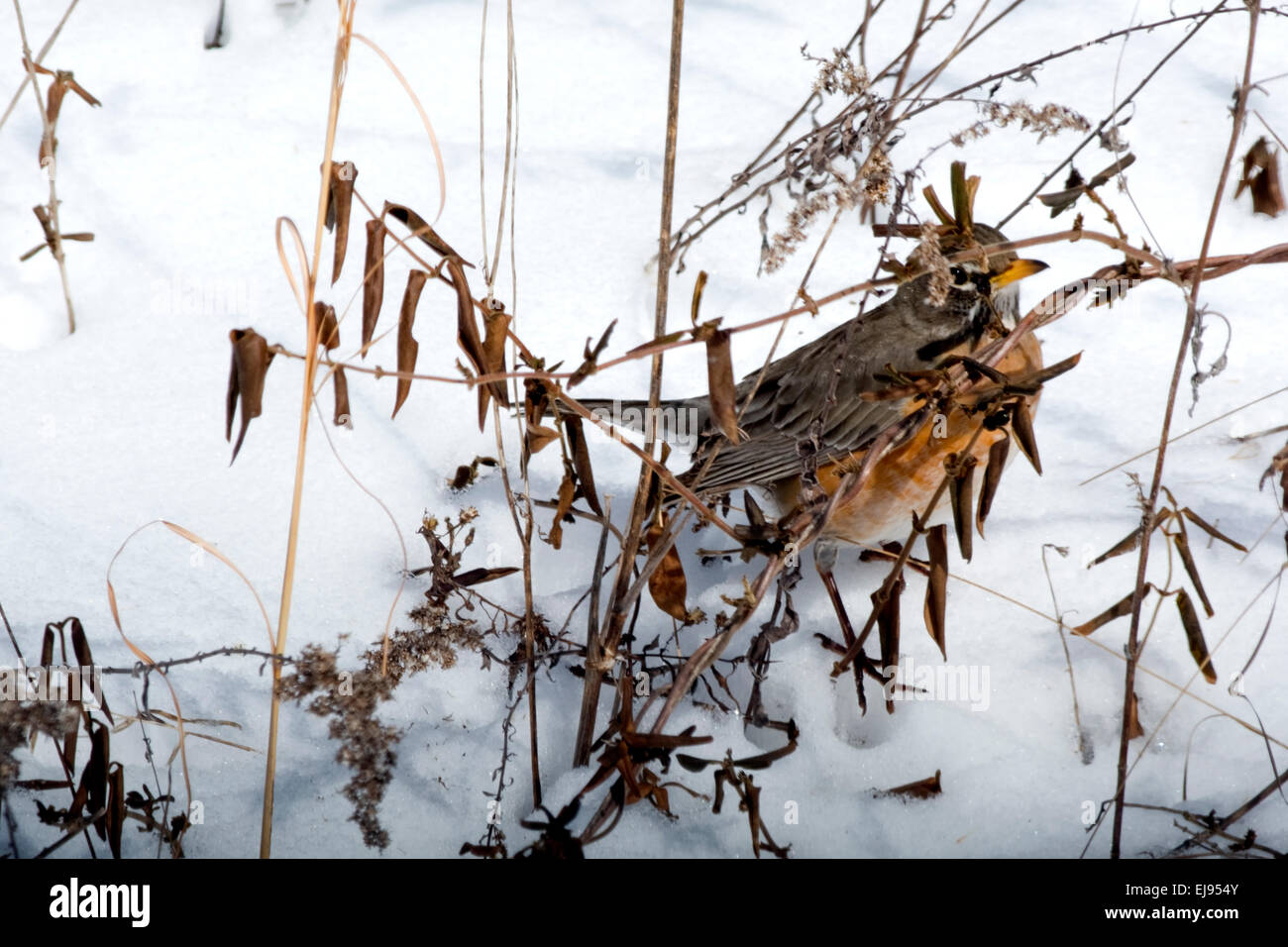 Un robin à poitrine rouge cherche de la nourriture dans la neige. Banque D'Images