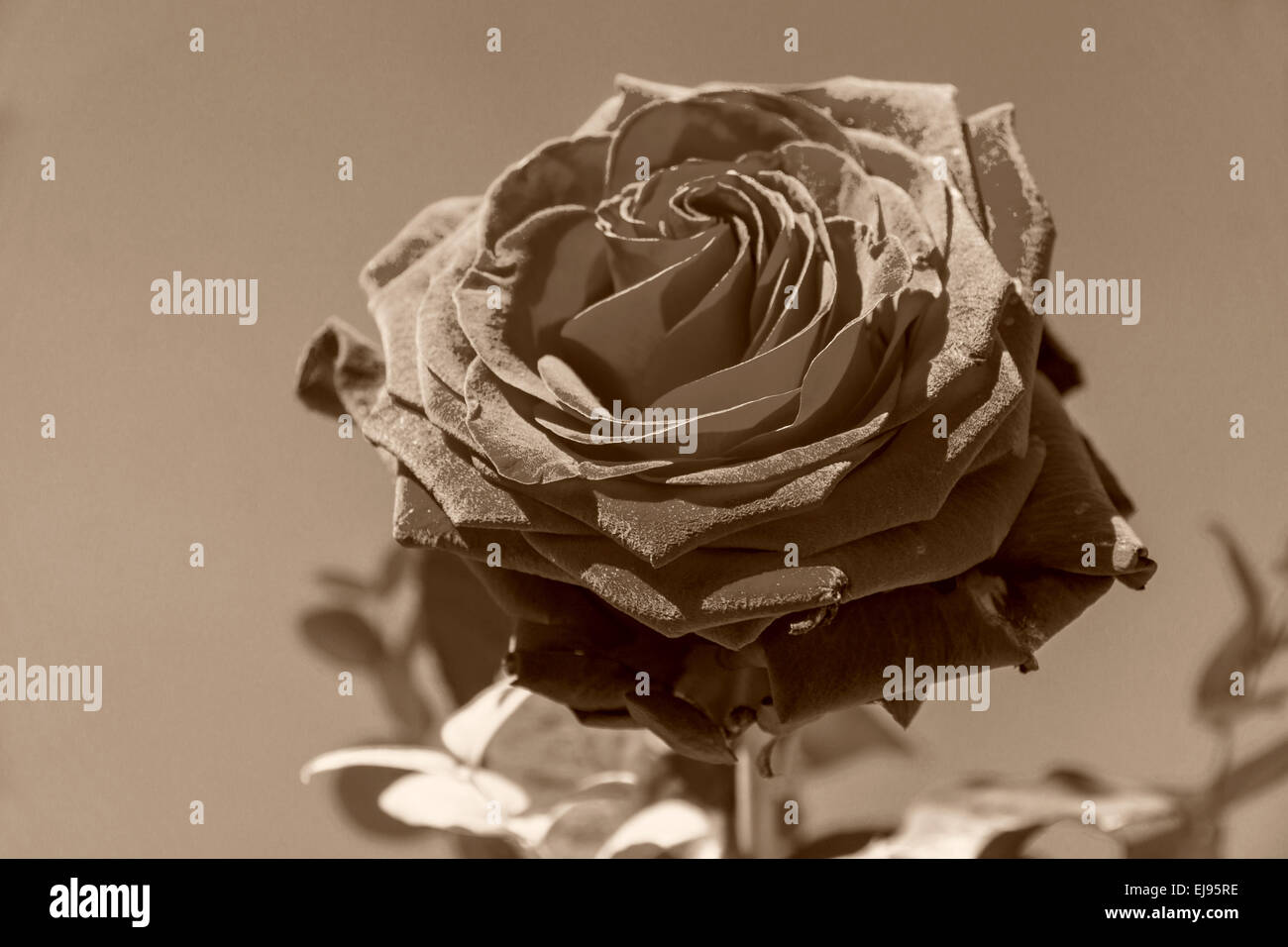 Rose Noire Banque D'Images