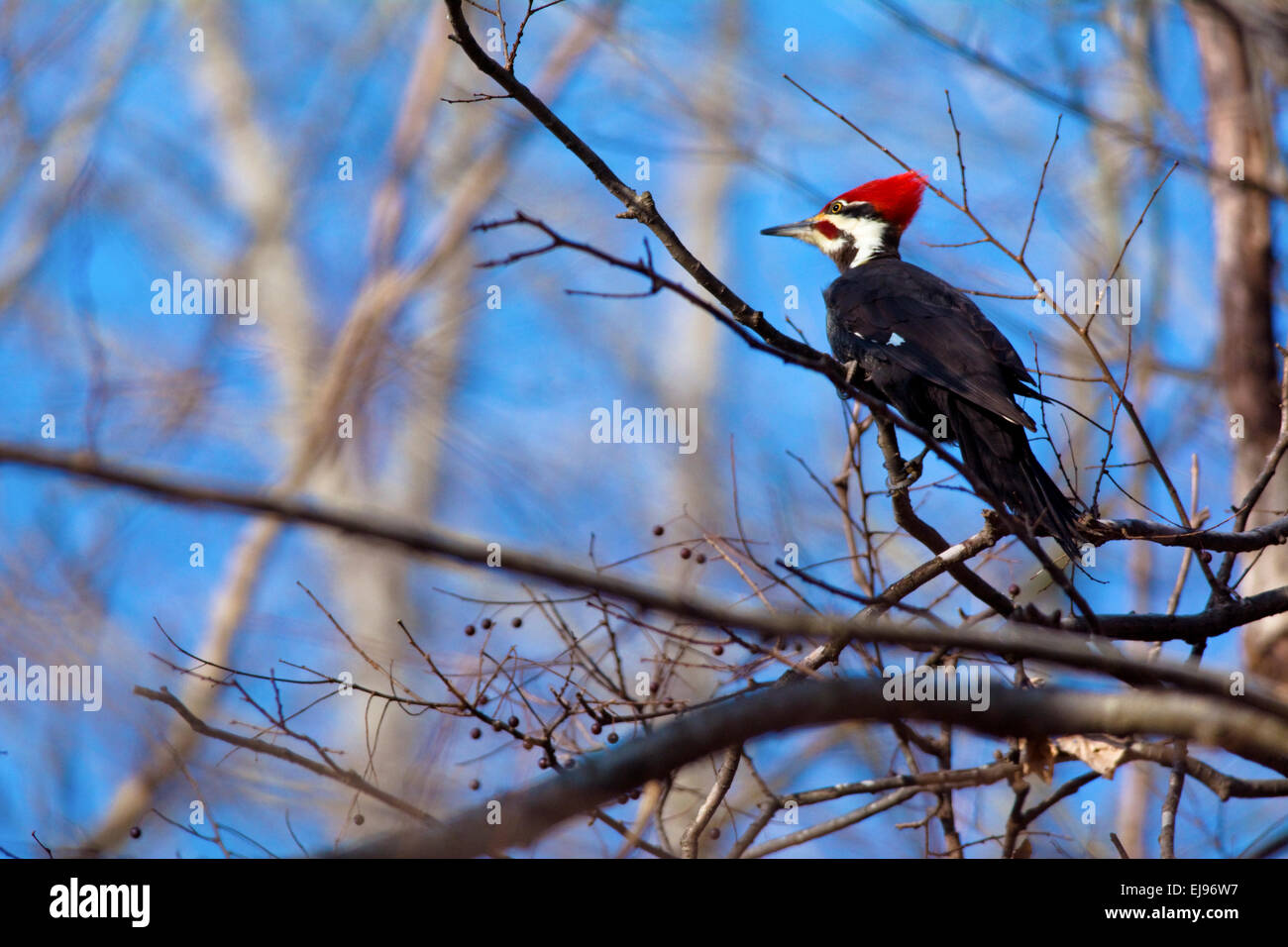 Un grand pic dans un arbre, dans un centre de l'Indiana Woods. Banque D'Images