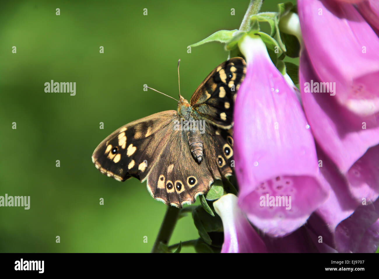 Beau papillon sur une fleur Banque D'Images