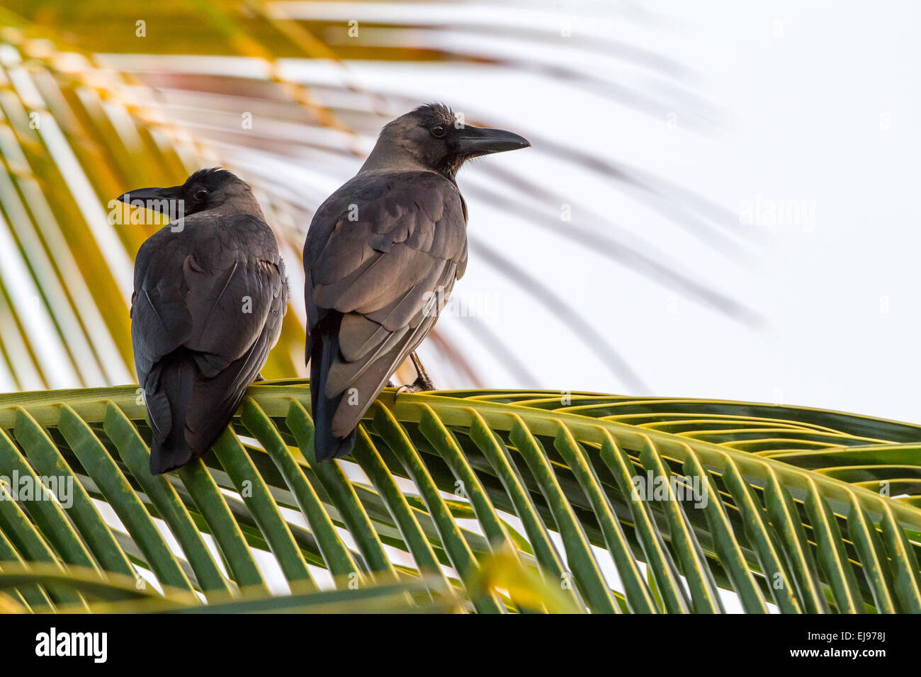 Corbeau indien Banque D'Images