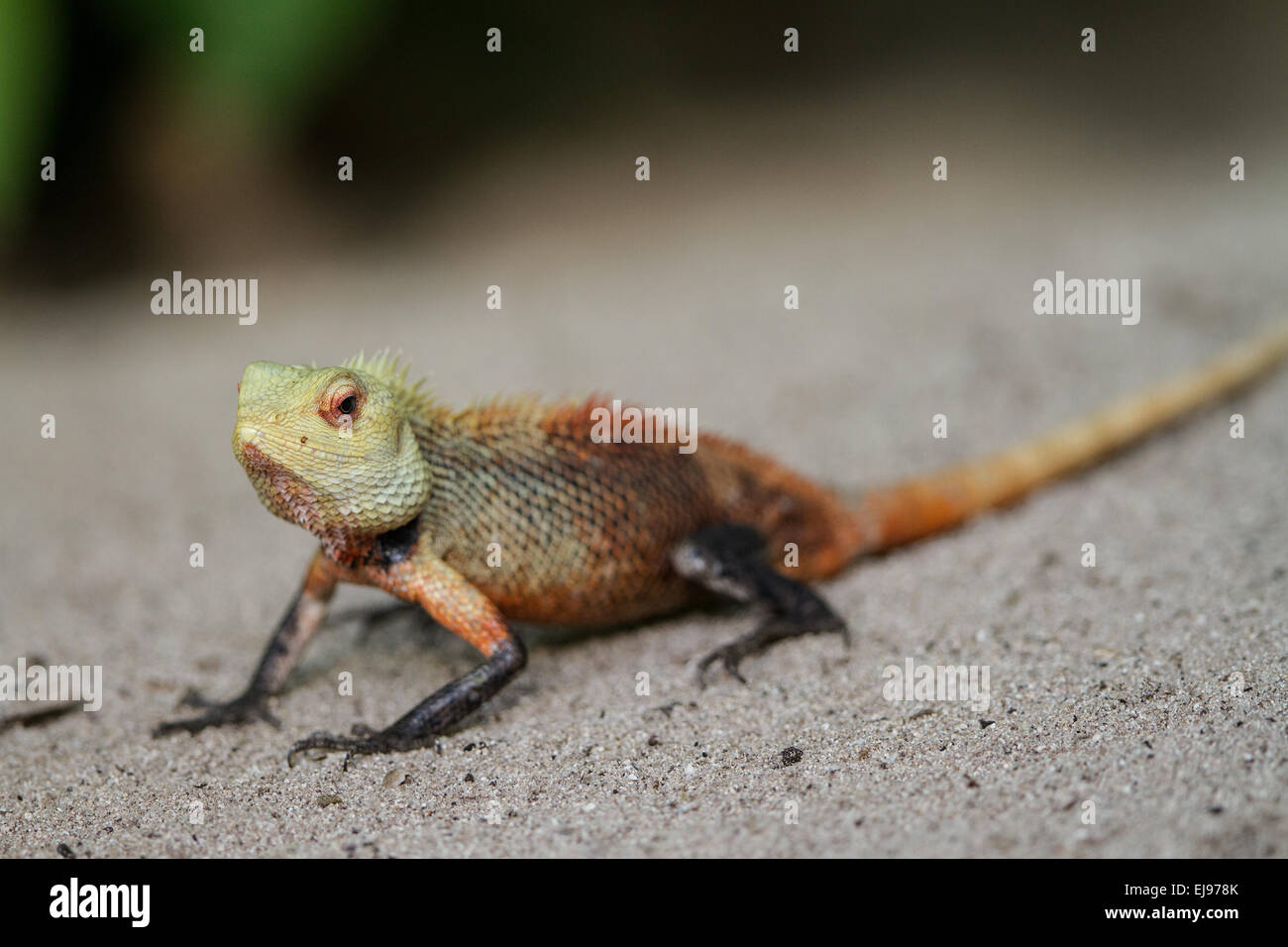 Oriental Garden Lizard Banque D'Images