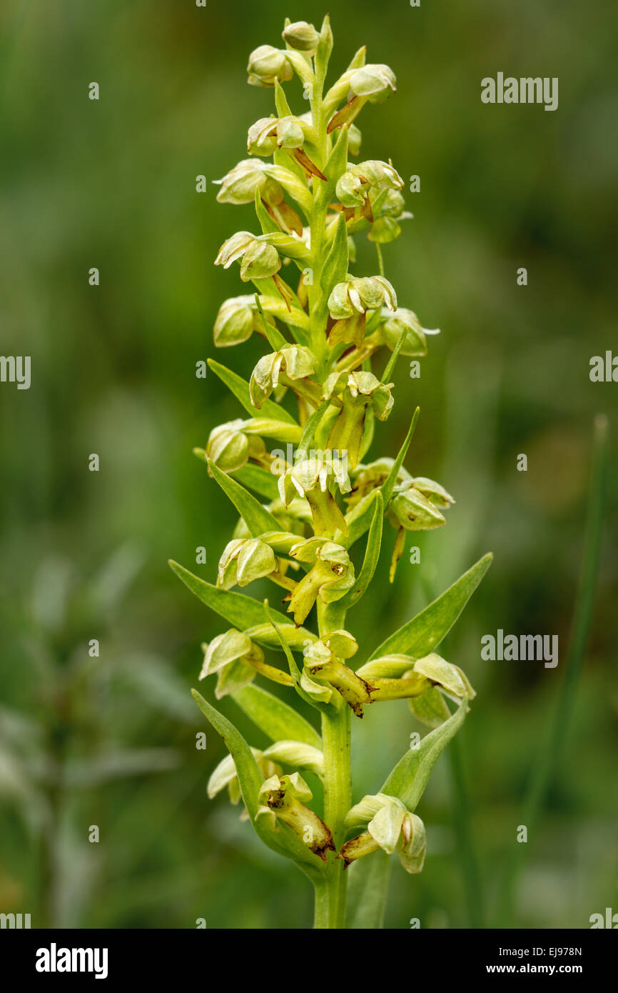 Orchidée de la grenouille Banque D'Images
