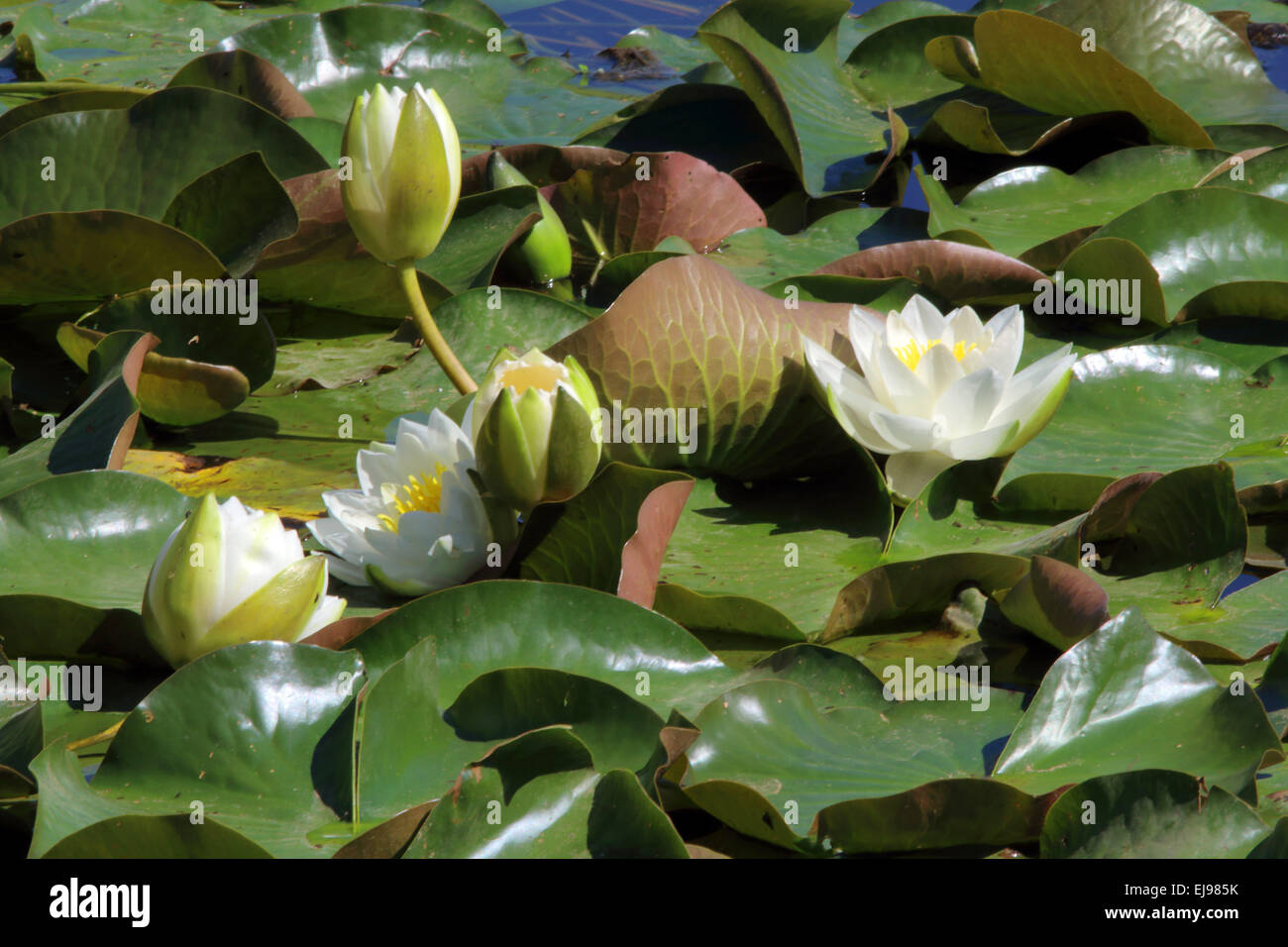 Nénuphar blanc, Nyphaea alba Banque D'Images