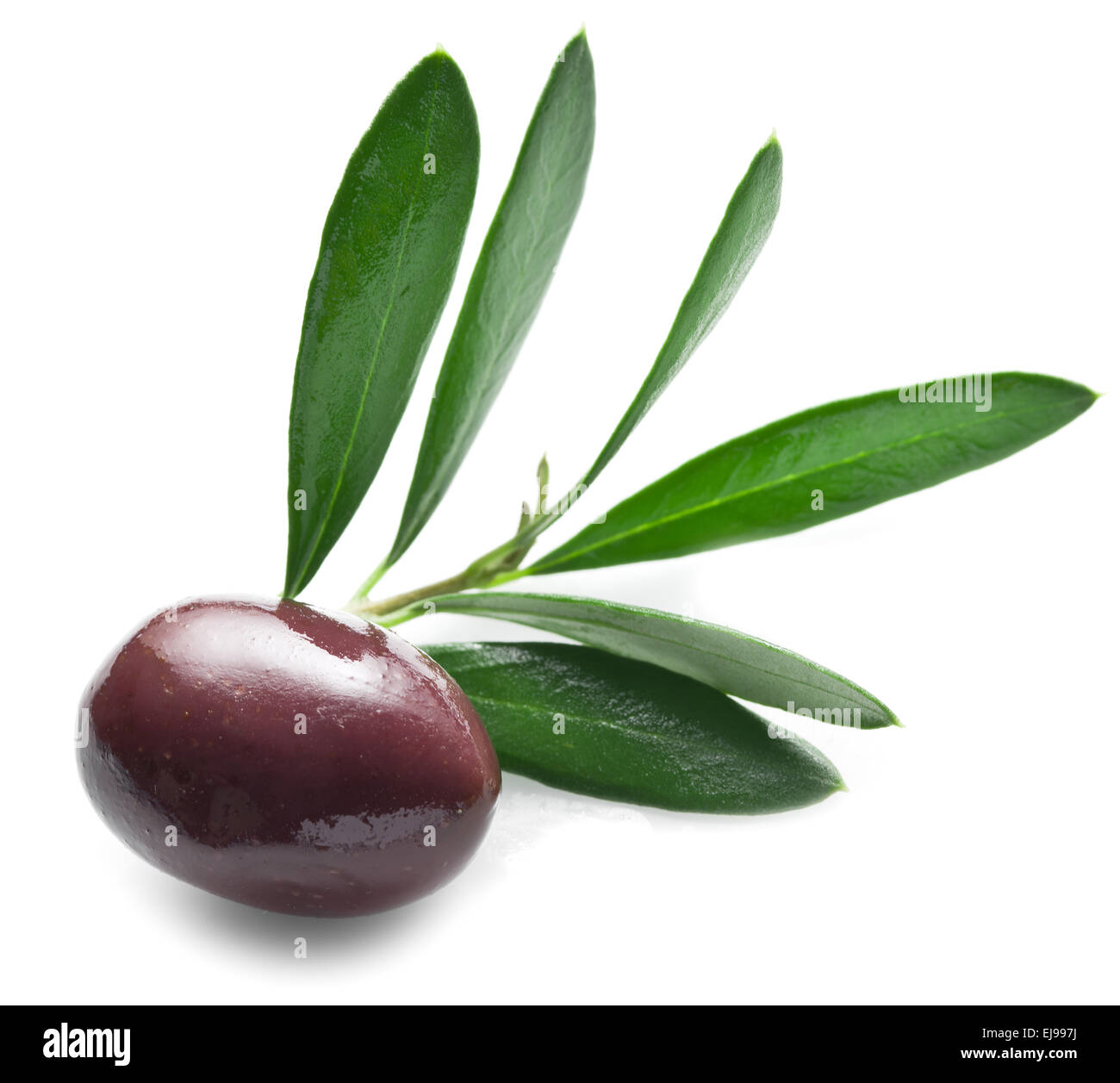 Avec des feuilles d'olive sur un fond blanc. Banque D'Images