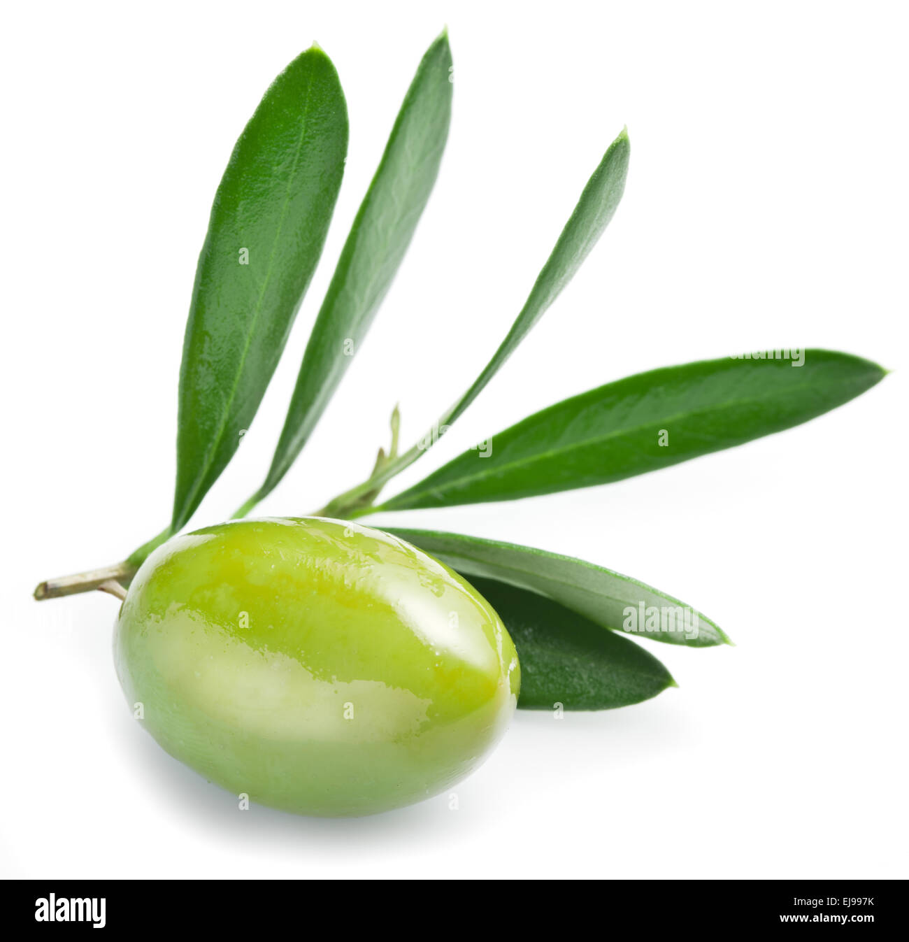 Avec des feuilles d'olive sur un fond blanc. Banque D'Images