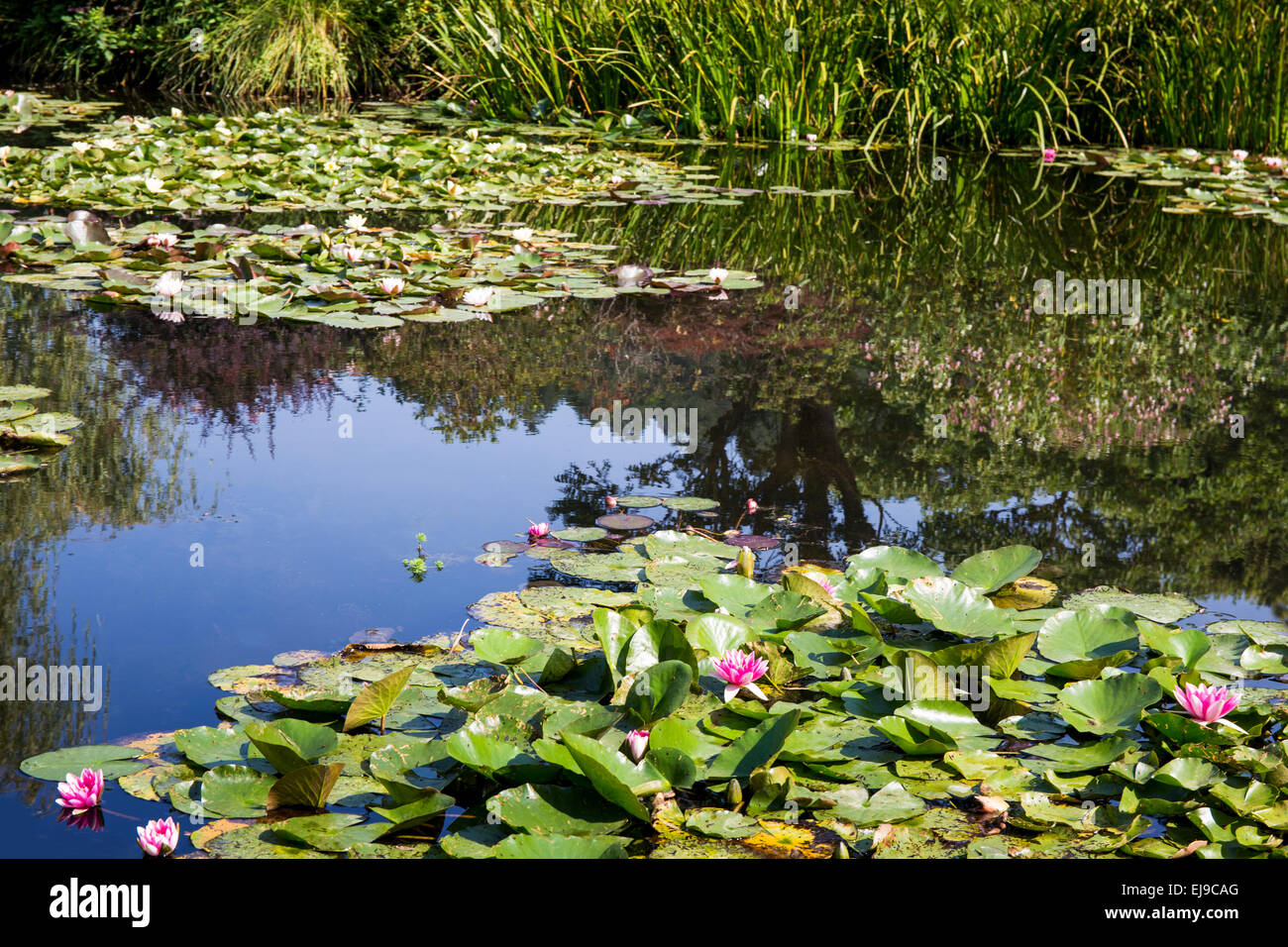 France, Europe, Giverny, Claude Monet, les jardins de la Fondation de la maison de Monet Banque D'Images