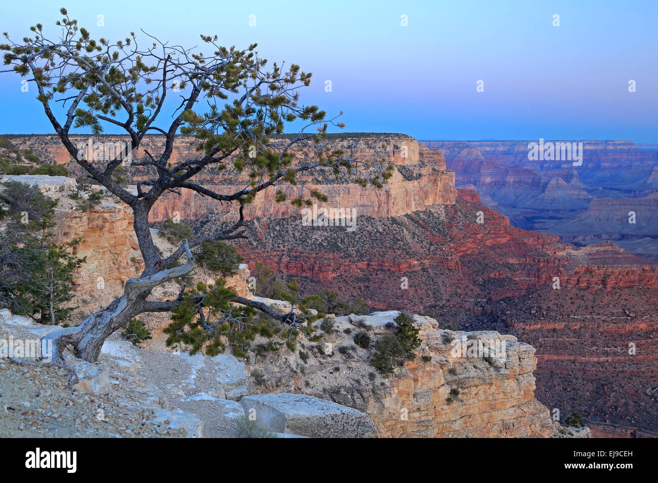 Arbre et des formations rocheuses du canyon de Yavapai Point, le Parc National du Grand Canyon, Arizona USA Banque D'Images