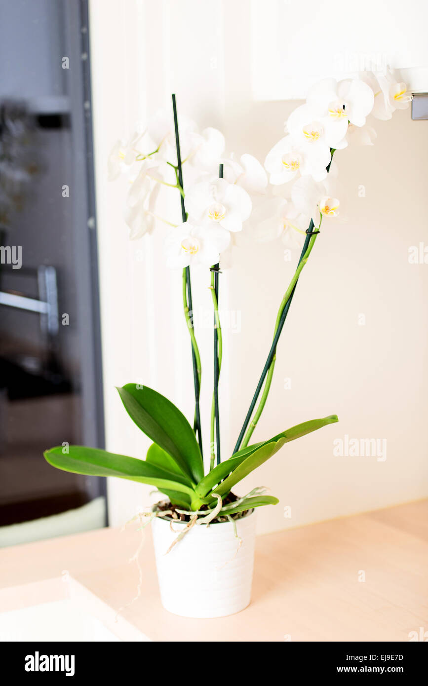 Orchid sur comptoir de cuisine Banque D'Images