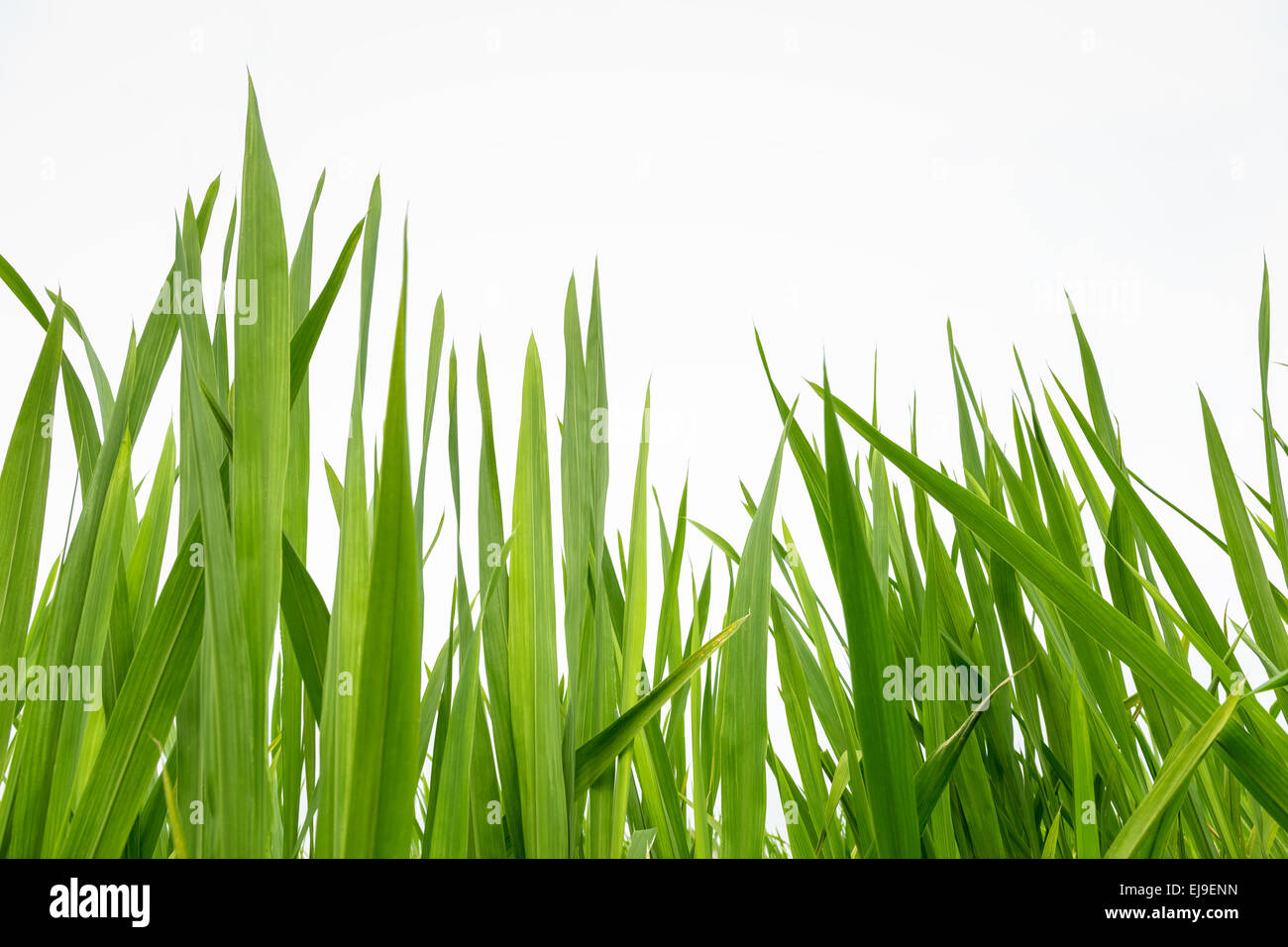 Fresh Green grass isolated Banque D'Images