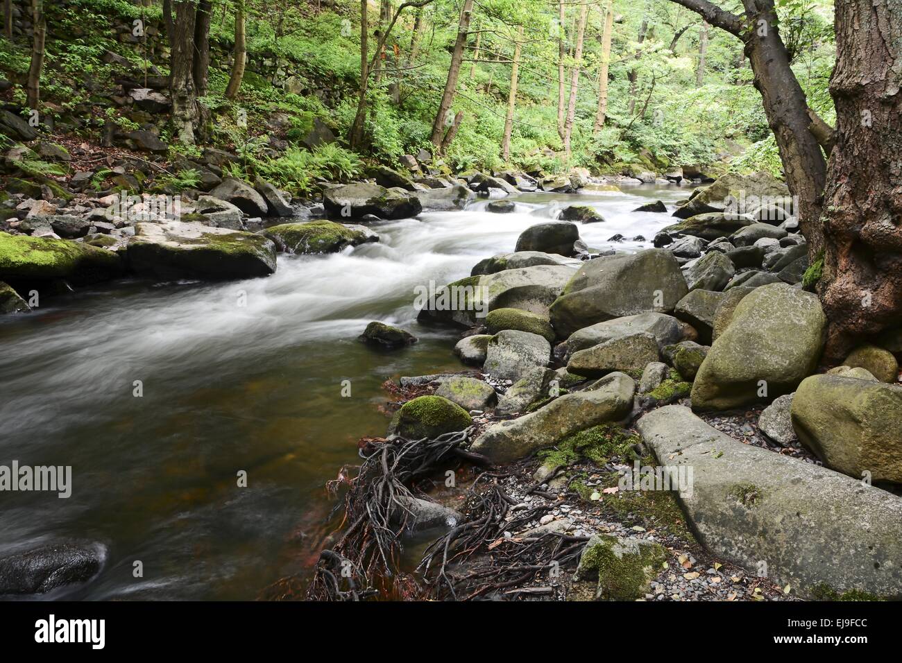 Le ruisseau de montagne romantique de bon augure Banque D'Images