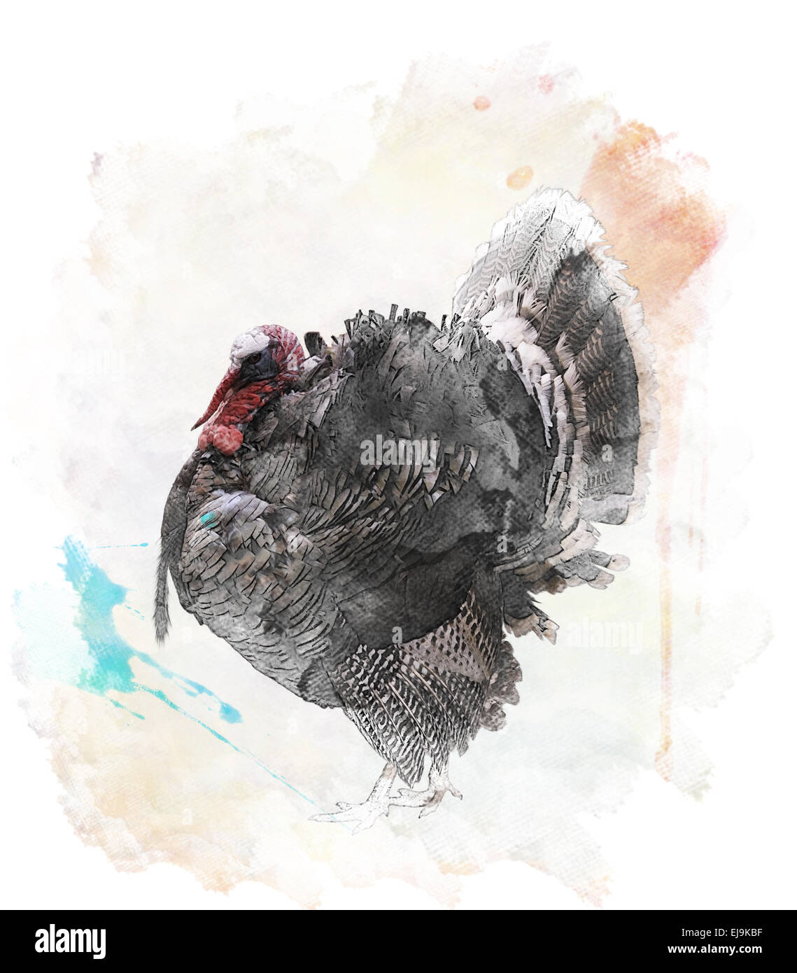 Aquarelle Oiseaux Image de la Turquie Banque D'Images