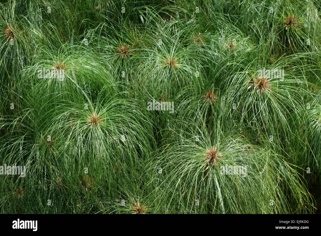 L'usine de papier papier égyptien, reed, Nil herbe, Cyperus papyrus, plantes sur Koh Kret, Bangkok, Thaïlande, février Banque D'Images