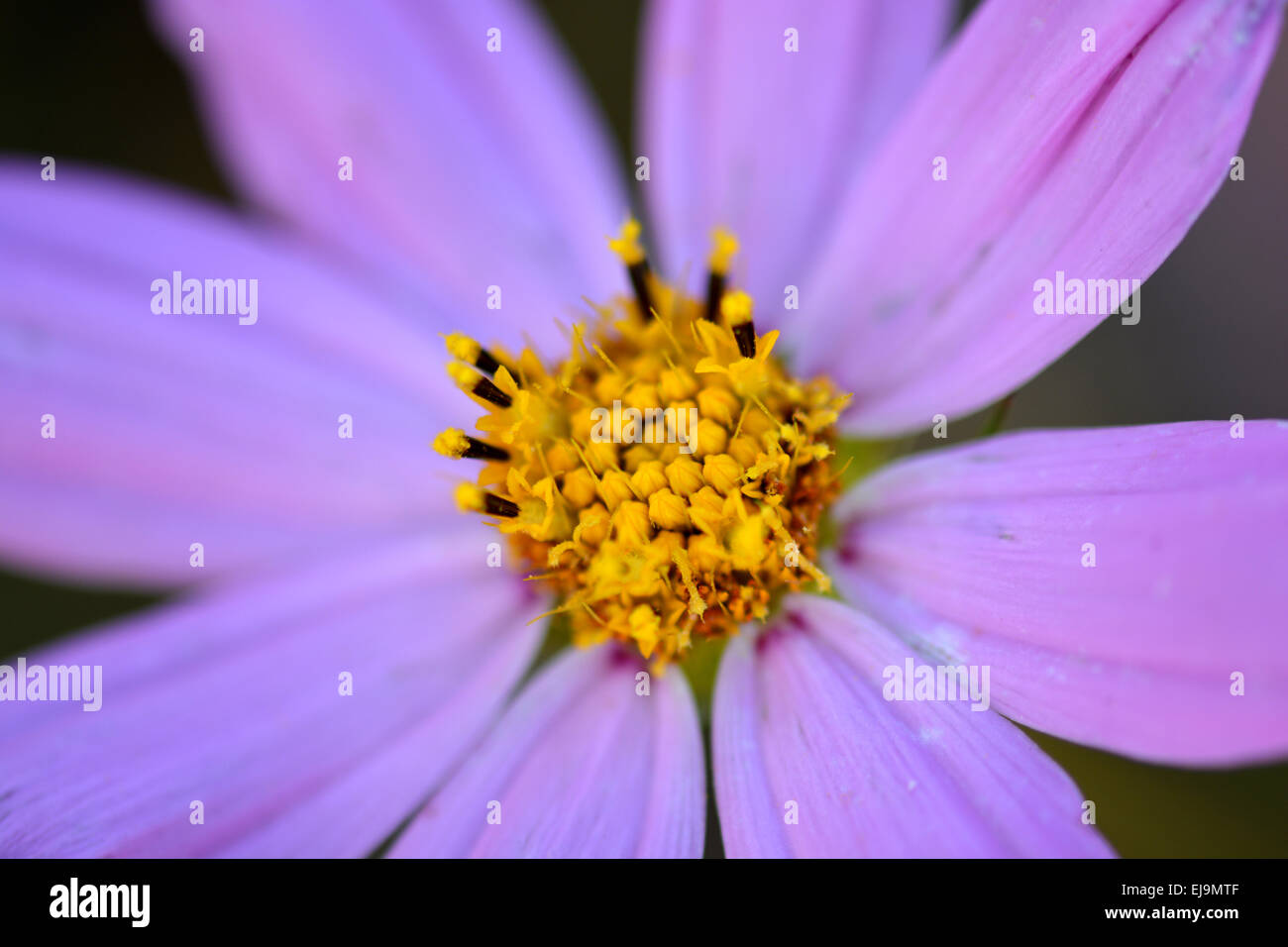 Gros plan sur les fleurs bleues Banque D'Images