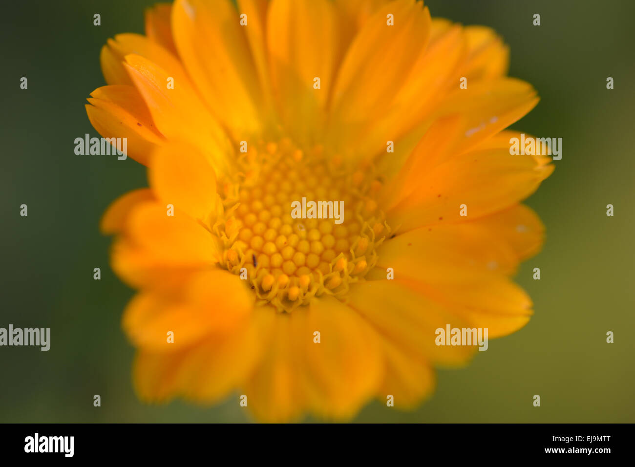 Close up of yellow flower Banque D'Images